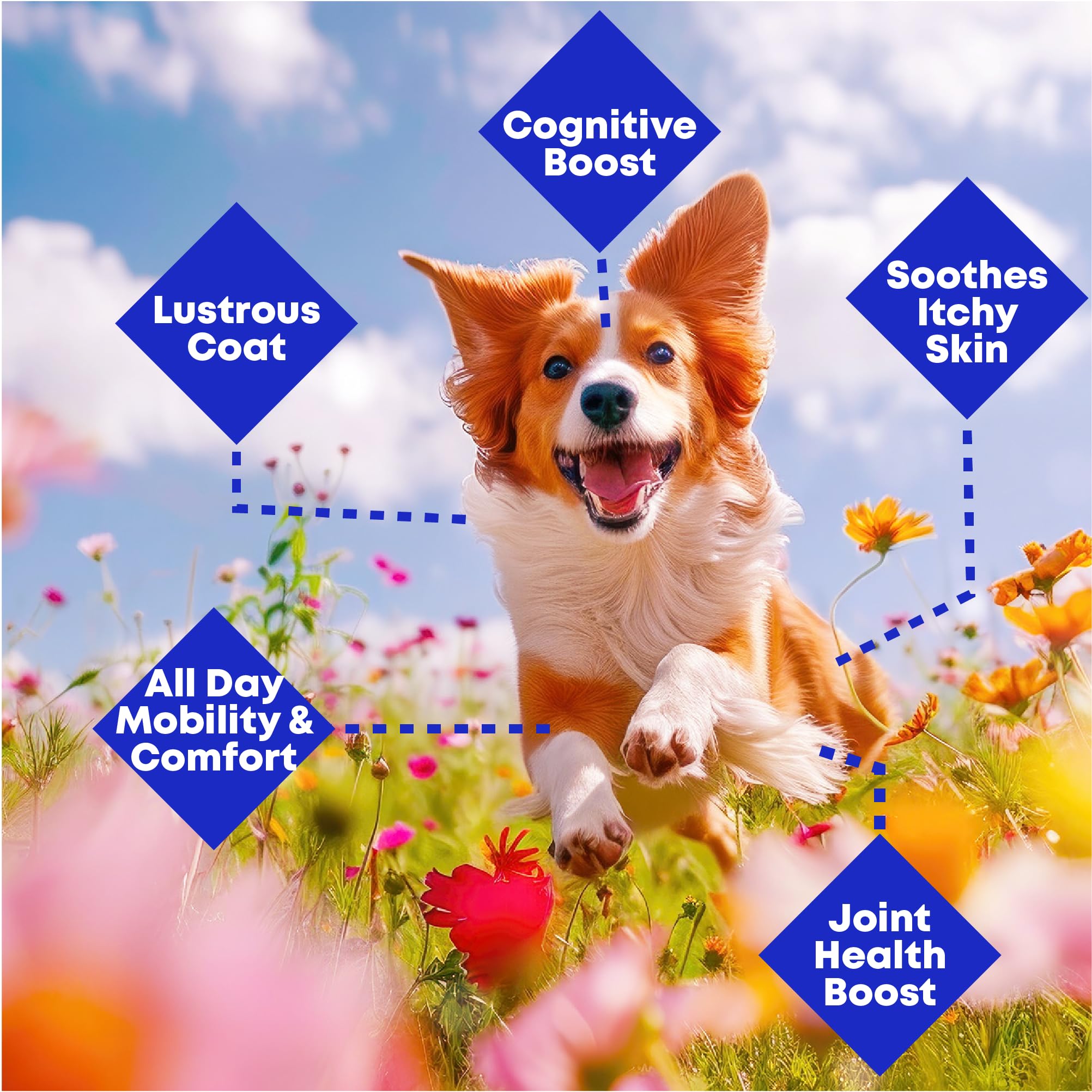 Wild Alaskan Salmon & Pollock Oil for Dogs – Itchy Skin, Shedding, Allergy & Joint Relief – NASC Certified Omega 3s – 16oz Liquid Food Topper – Club Hachiko